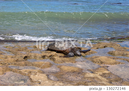ハワイのビーチのウミガメ　ホヌ 130272146