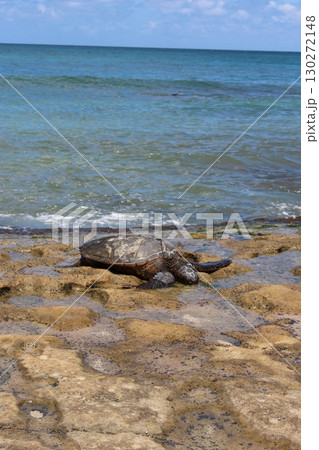 ハワイのビーチのウミガメ　ホヌ 130272148