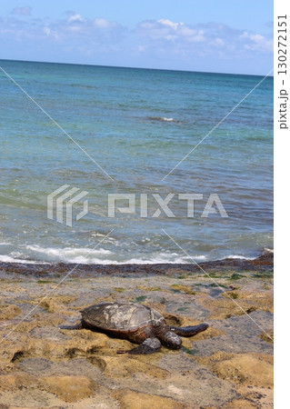 ハワイのビーチのウミガメ　ホヌ 130272151