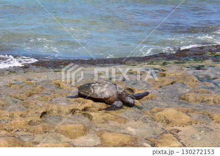 ハワイのビーチのウミガメ　ホヌ 130272153