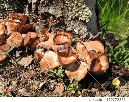 ナラタケモドキ ナラタケモドキ 130272251