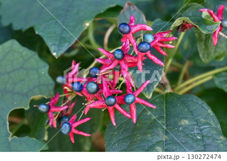 赤と青のクサギの実 赤と青のクサギの実 130272474