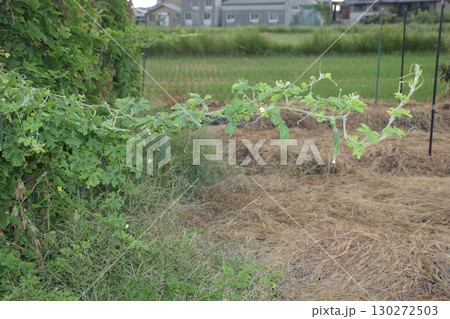 生命力　ゴーヤの蔓 130272503