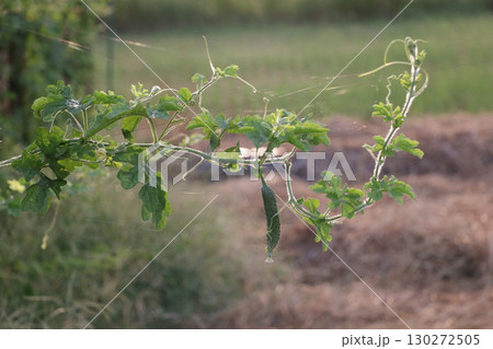 生命力　ゴーヤの蔓 130272505