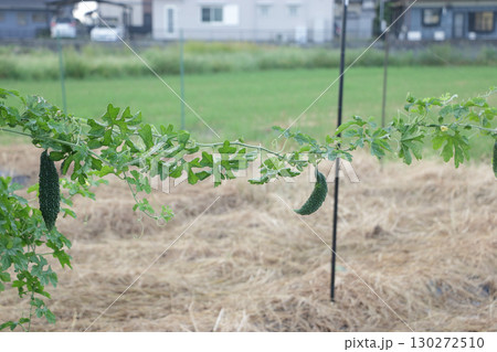 生命力　ゴーヤの蔓 130272510