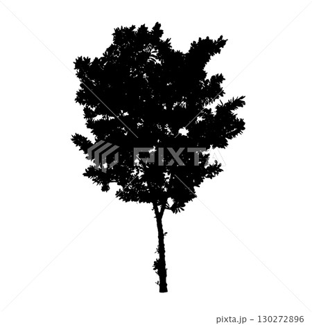 Tamanu tree ficus Silhouette 130272896
