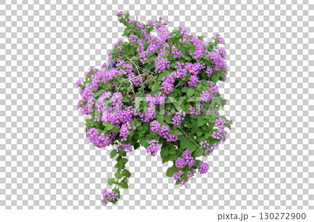 Purple lantana flower plant  130272900