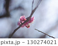 寒空の下ポツンと梅の花 130274021