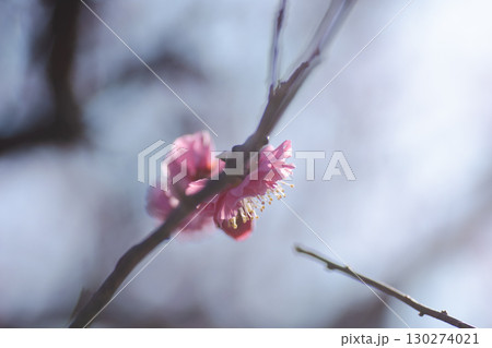 寒空の下ポツンと梅の花 130274021