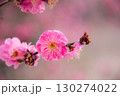 ド派手なピンクの梅の花 130274022