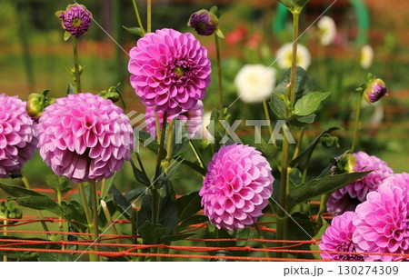 美しいダリアの花 130274309