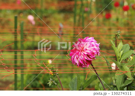 秋の花壇に咲くダリアの花 130274311