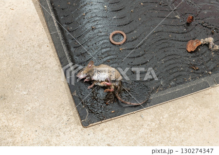 ネズミ捕獲用粘着シートに捕まったネズミ ネズミ捕獲用粘着シートに捕まったネズミ 130274347