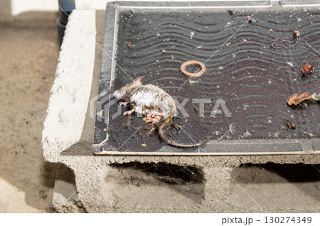 コンクリートブロックの上に設置されたネズミ捕獲用粘着シートに捕まったネズミ 130274349