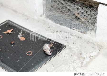 軒下通気口の側に設置されたネズミ捕獲用粘着シートに捕まったネズミ 130274363