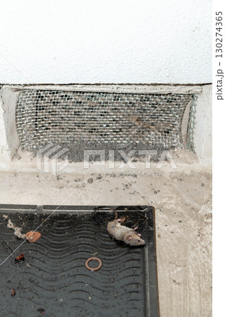軒下通気口の側に設置されたネズミ捕獲用粘着シートに捕まったネズミ 130274365