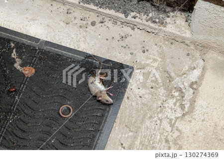軒下通気口の側に設置されたネズミ捕獲用粘着シートに捕まったネズミ 130274369