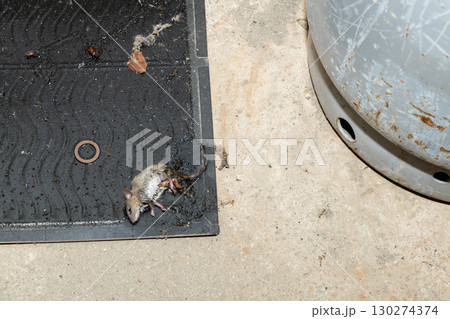 ガスボンベの側に設置されたネズミ捕獲用粘着シートに捕まったネズミ 130274374