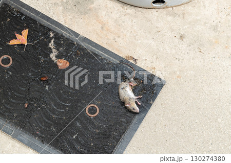 ガスボンベの側に設置されたネズミ捕獲用粘着シートに捕まったネズミ 130274380