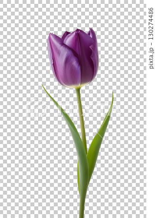 A purple tulip flower PNG, Tulip Festival, Mother's Day material picture 130274486