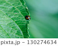ギザギザの葉にとまるてんとう虫 130274634