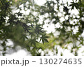 森の中で陽射しを受ける紅葉の若葉 130274635