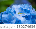 青い紫陽花にとまるカマキリ 130274636