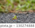 アスファルトにポツンと一匹アマガエル 130274888