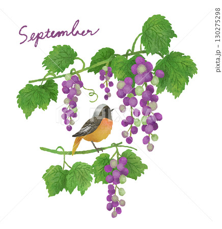 9月の花と小鳥ーぶどうとジョウビタキ 130275298