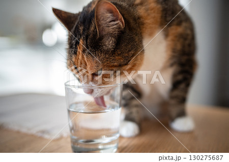 Curious calico cat drinking and lapping water from glass on table at home. Pet behavior and habits. Curious calico cat drinking and lapping water from glass on table at home. Pet behavior and habits. 130275687
