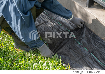 Gardener using black plastic sheeting for preventing weed growth by covered soil. It works by blocking sunlight, which is essential for plant growth, and essentially suffocating weeds. 130275948
