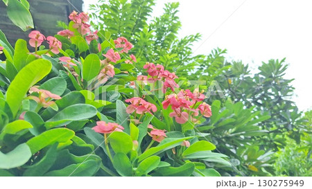 Beautiful Pink Flowers Blooming with Green Leaves in a Tropical Garden Beautiful Pink Flowers Blooming with Green Leaves in a Tropical Garden 130275949