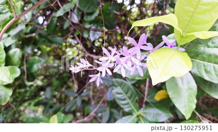 Delicate Purple Flower Cluster Blooming with Fresh Green Leaves in Nature Delicate Purple Flower Cluster Blooming with Fresh Green Leaves in Nature 130275951