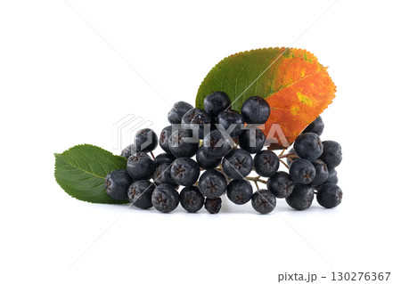 Aronia berries a superfood with a rich dark color are featured with green and orange leaves. 130276367
