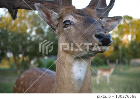 Close-up of a majestic deer in natural habitat with blurred background 130276368