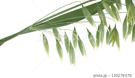A vibrant close-up of green oat seeds against a pristine white background, showcasing nature's delicate design. 130276370