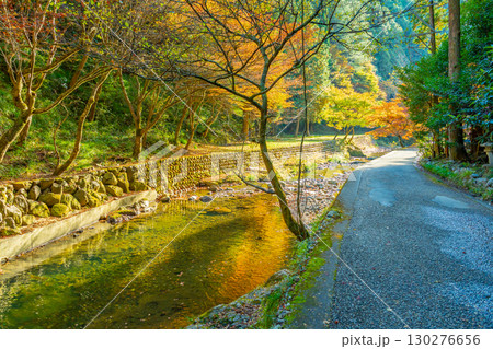 岐阜県八百津町　剣豪宮本武蔵が修行したと言われる伝説がある秋の五宝滝へ向かう道沿いに見える川と紅葉 130276656