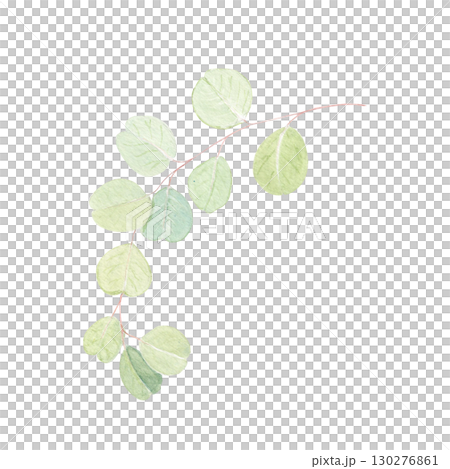 Eucalyptus branch watercolor illustration with round leaves on white background. Hand-painted art ideal for wedding invitations, natural cosmetics branding, packaging, fabric, eco decor, stationery 130276861