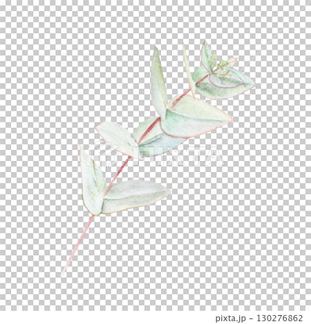 Eucalyptus branch watercolor illustration with pointed leaves on white background. Hand-painted art ideal for wedding invitations, natural cosmetics branding, packaging, fabric, eco decor, stationery 130276862