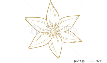 Elegant Golden Line Art Lily Flower Botanical Illustration 130276959