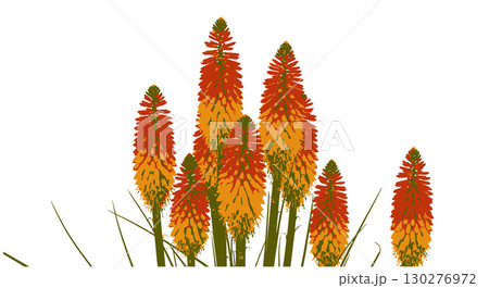 Vibrant Red and Yellow Kniphofia Flower Cluster 130276972