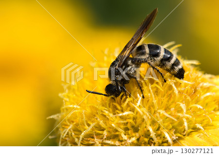 ガイラルディアに留まるツチバチ 130277121