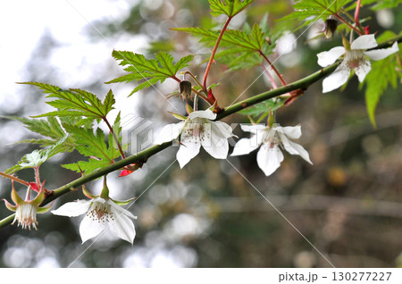 モミジイチゴ 130277227