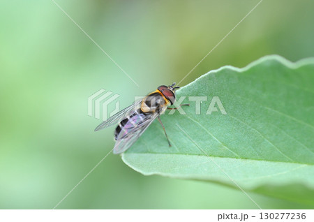 葉にとまるアブ 130277236