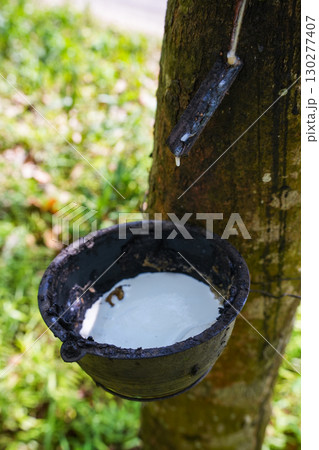 Scrape rubber from rubber trees, latex 130277407