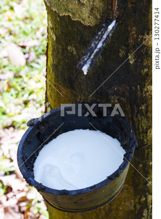 Scrape rubber from rubber trees, latex 130277414