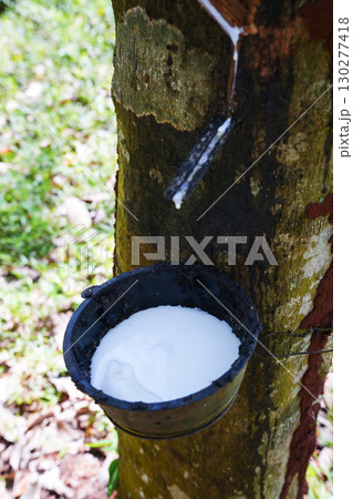 Scrape rubber from rubber trees, latex Scrape rubber from rubber trees, latex 130277418