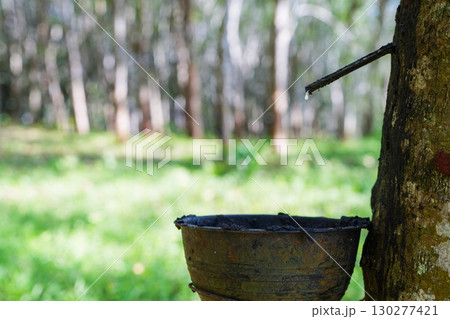 Scrape rubber from rubber trees, latex 130277421
