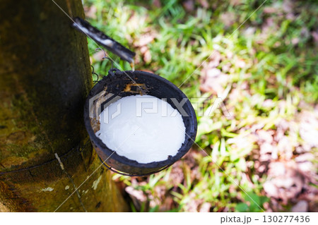 Scrape rubber from rubber trees, latex 130277436