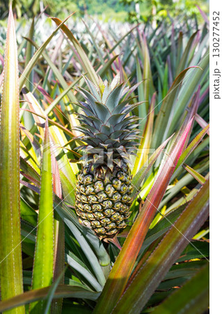 pineapple trees with fruit in the plantation 130277452